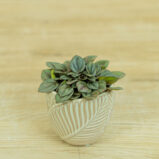 peperomia-milano-care