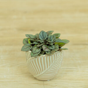 peperomia-milano-care