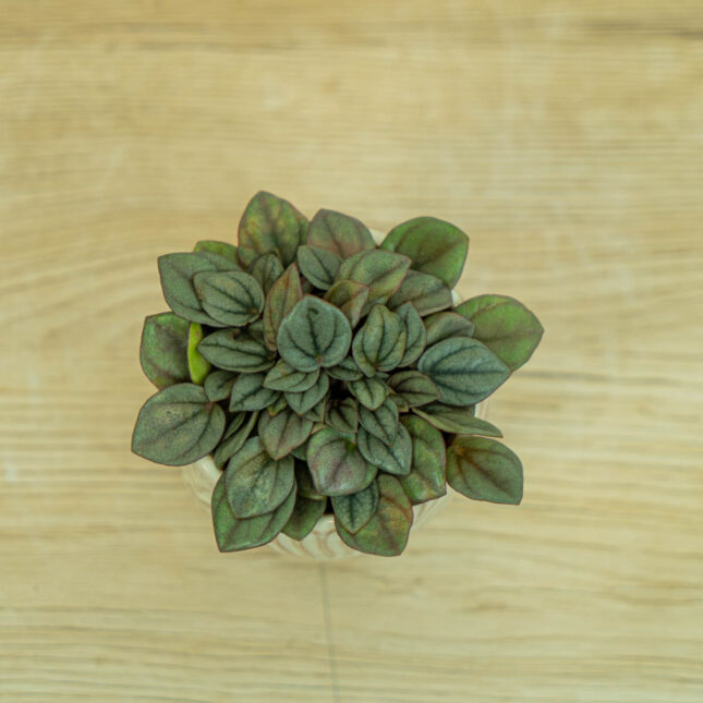 peperomia-milano-care peperomia-milano-care