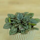 peperomia-milano-care