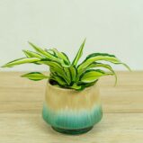 Dracena fragrans malaika (dracaena)