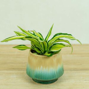 Dracena fragrans malaika (dracaena)