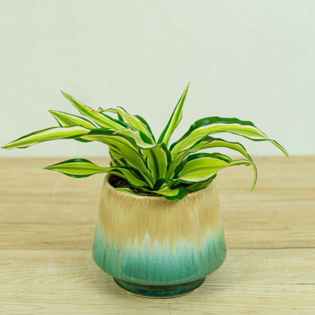 Dracena fragrans malaika (dracaena)