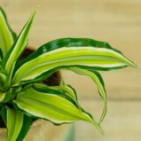 Dracena fragrans malaika (dracaena)