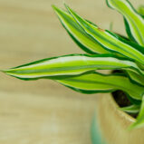 Dracena fragrans malaika (dracaena)
