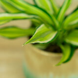 Dracena fragrans malaika (dracaena)