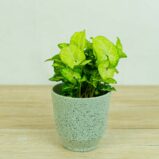 syngonium-white-butterfly