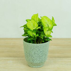 syngonium-white-butterfly