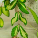 hoya-burtoniae-variegata