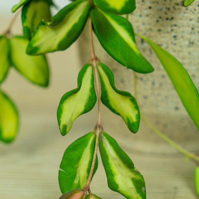 hoya-burtoniae-variegata hoya-burtoniae-variegata