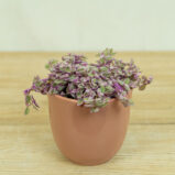 smuzyna-plozaca-pink-lady-callisia-rosato