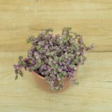 smuzyna-plozaca-pink-lady-callisia-rosato