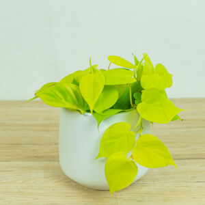 philodendron-scandens-lemon-lime