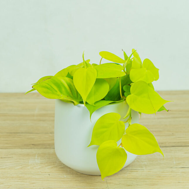 philodendron-scandens-lemon-lime philodendron-scandens-lemon-lime