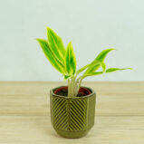 aglaonema-setthirmai