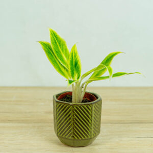 aglaonema-setthirmai