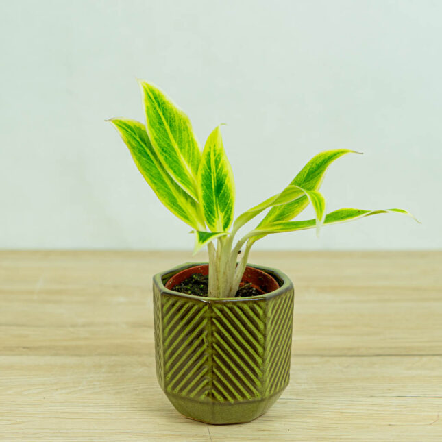 aglaonema-lipstic-green aglaonema-setthirmai