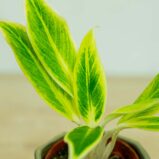 aglaonema-lipstic-green
