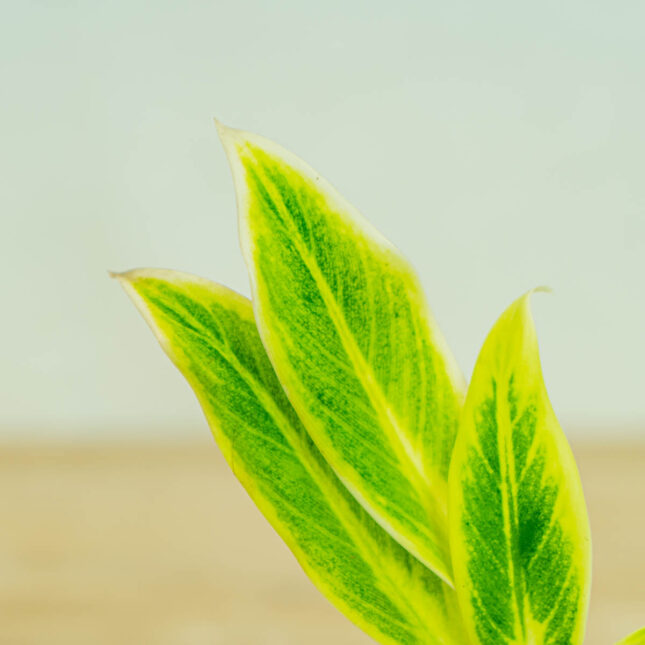 aglaonema-lipstic-green aglaonema-lipstic-green