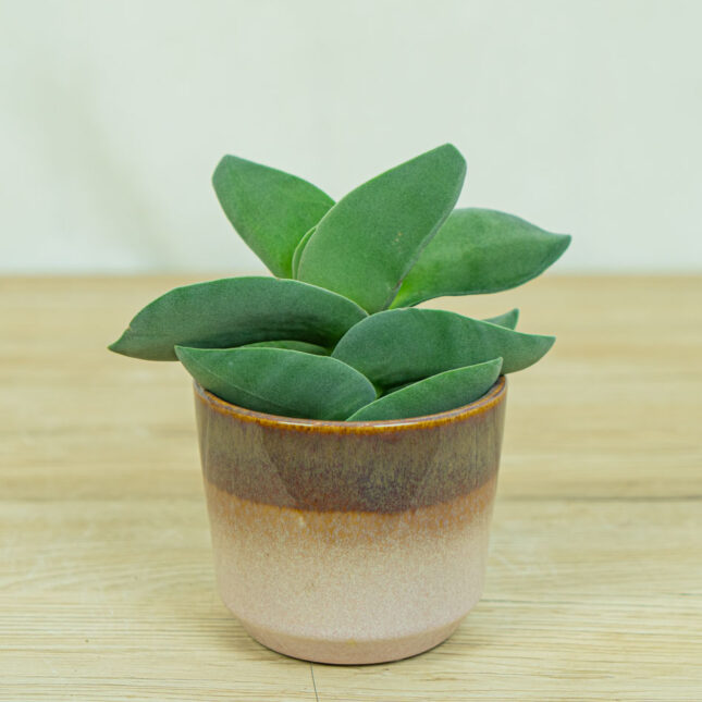 crassula-boomerang crassula-boomerang