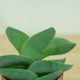 crassula-boomerang