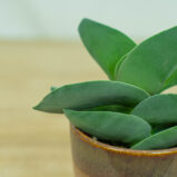 crassula-boomerang
