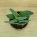 crassula-boomerang