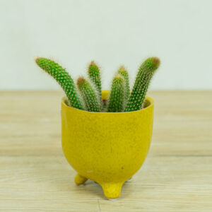 małpie-ogony-kaktus-hildevintera-cactus-monkey-tails