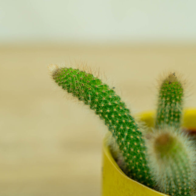 małpie-ogony-kaktus-hildevintera-cactus-monkey-tails małpie-ogony-kaktus-hildevintera-cactus-monkey-tails