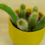 małpie-ogony-kaktus-hildevintera-cactus-monkey-tails