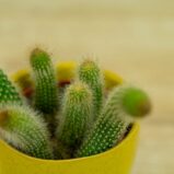małpie-ogony-kaktus-hildevintera-cactus-monkey-tails