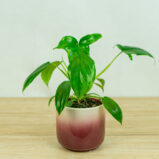 Philodendron-glad-hands-variegata