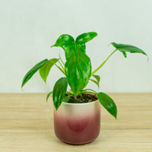 Philodendron-glad-hands-variegata