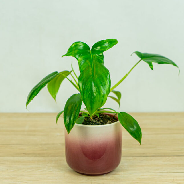 Philodendron-glad-hands-variegata