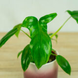 Philodendron-glad-hands-variegata