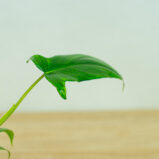 Philodendron-glad-hands-variegata