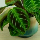 maranta-noid