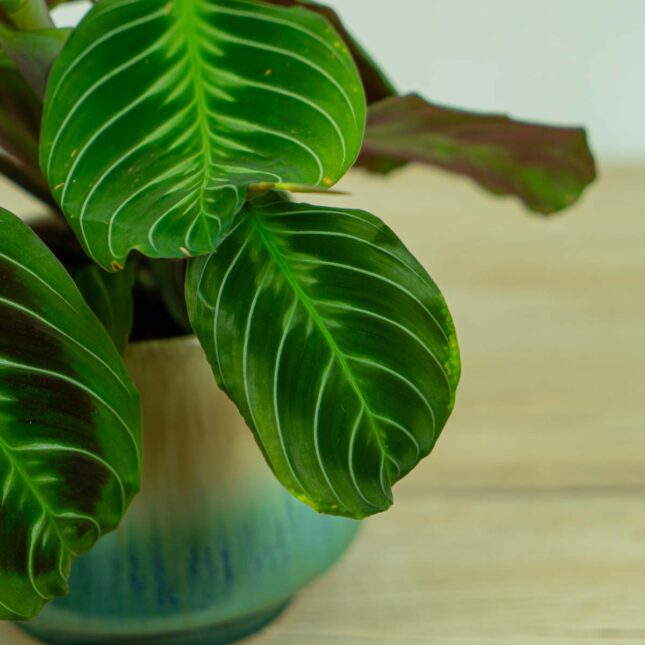 maranta-noid maranta-noid