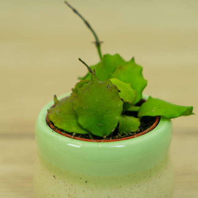 Hoya-endauensis-baby Hoya-endauensis-baby