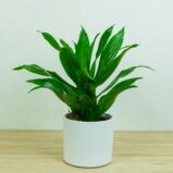 dracaena-green-jewel-dracena