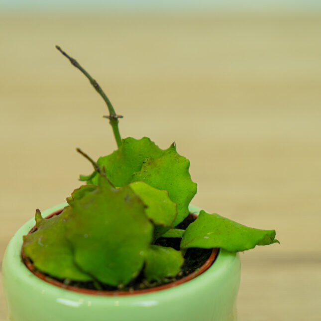Hoya-endauensis-baby Hoya-endauensis-baby