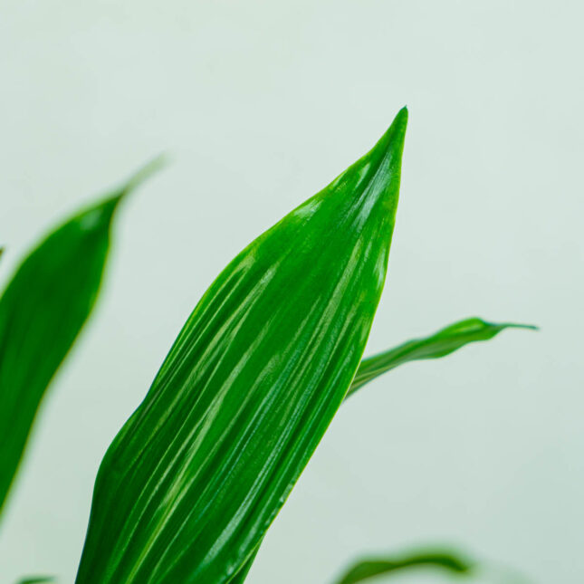 dracaena-green-jewel-dracena dracaena-green-jewel-dracena