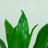 dracaena-green-jewel-dracena