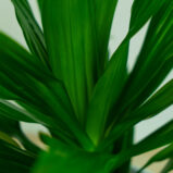 dracaena-green-jewel-dracena