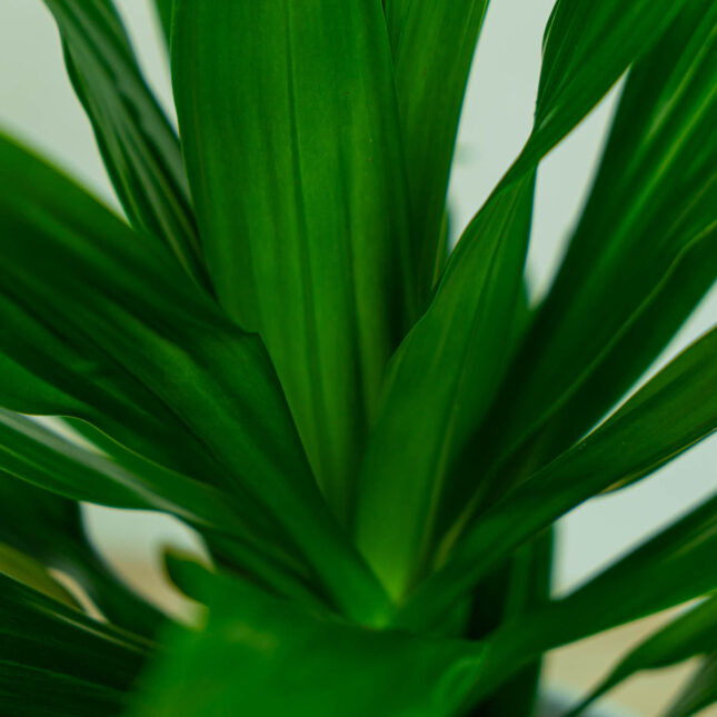 dracaena-green-jewel-dracena dracaena-green-jewel-dracena