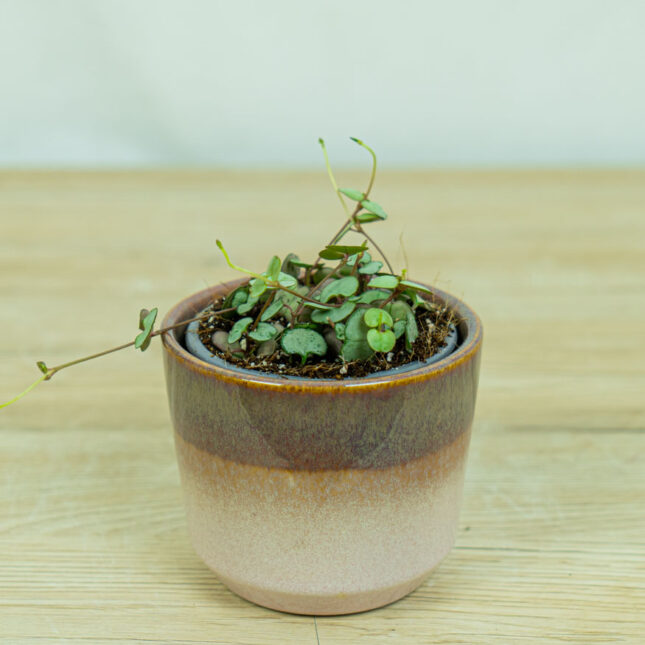 ceropegia-woodii-silver-glory