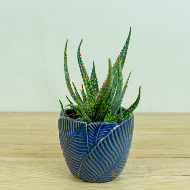 Aloes-carola-aloe-carola Aloes-carola-aloe-carola