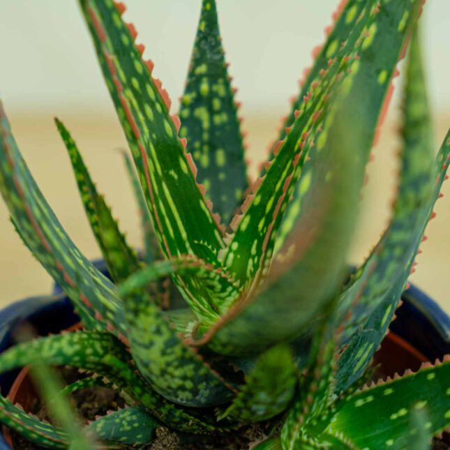 Aloes-carola-aloe-carola Aloes-carola-aloe-carola