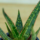 Aloes-carola-aloe-carola