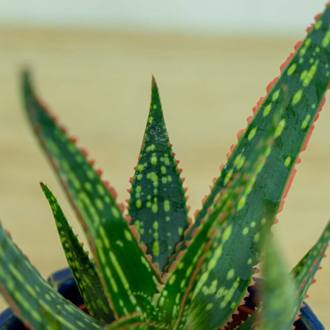 Aloes-carola-aloe-carola Aloes-carola-aloe-carola